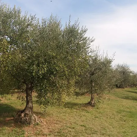 Casa Del Nonno Bingheri - La Cantina Apartment